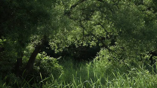 Yazın bahçede ağaçlar