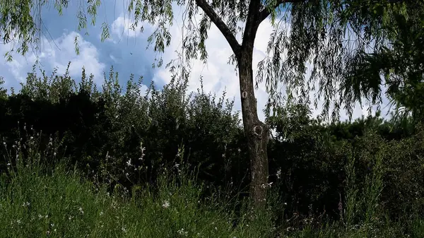 Parktaki yeşil orman