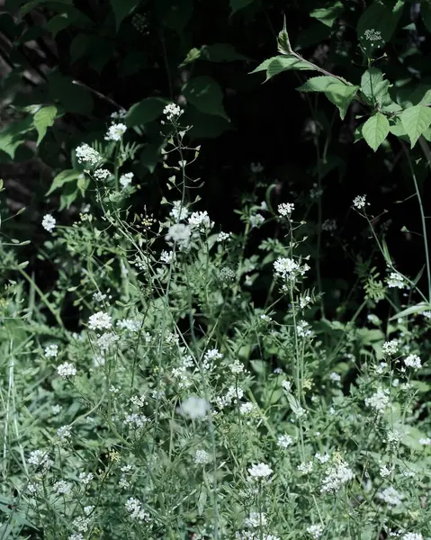 Bahçede yeşil yapraklar