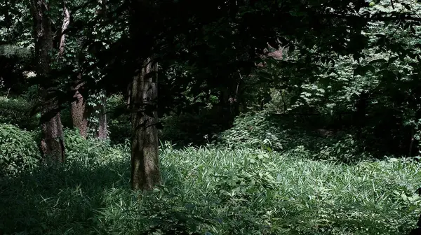 Bitkiler ve ağaçlarla dolu yeşil orman