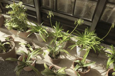 Güzel botanik fotoğrafı, doğal duvar kağıdı.