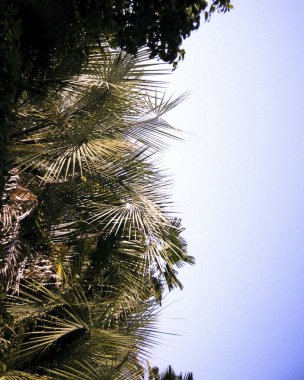 Mavi arka planı olan yeşil palmiye ağacı. tropik arkaplan, seyahat, tatil, seyahat.
