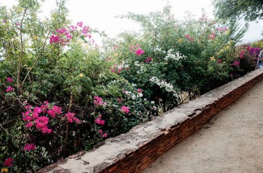 Bahçedeki güzel çiçekler