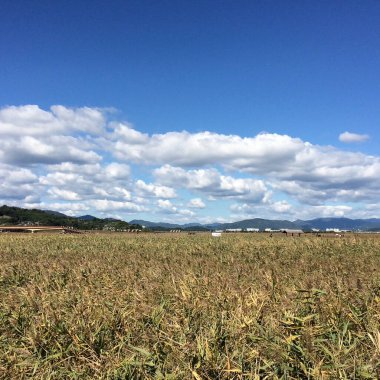 Kırsalda yeşil buğday tarlası