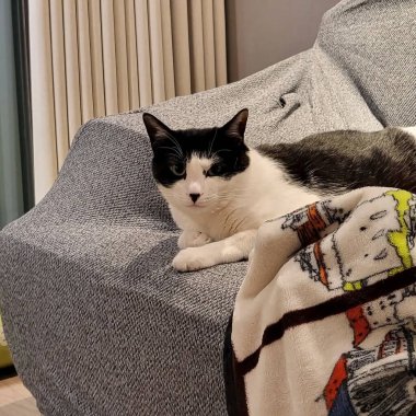 Kedi kanepede yatıyor.