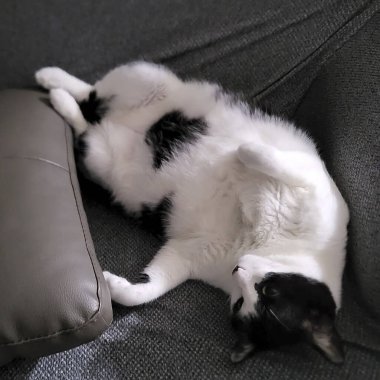 Sevimli ve mutlu siyah kedi kanepede