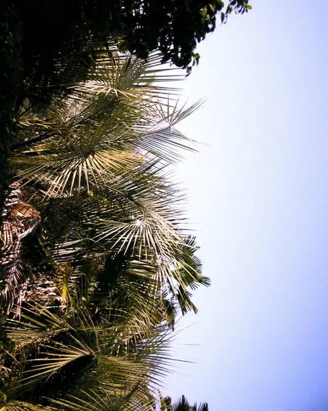 Mavi arka planı olan yeşil palmiye ağacı. tropik arkaplan, seyahat, tatil, seyahat.