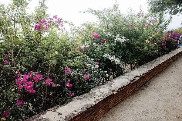 Bahçedeki güzel çiçekler