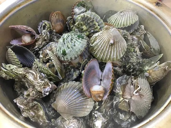 Piyasada taze midyeler