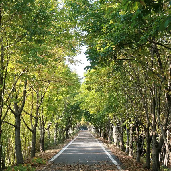 Sonbahar ormanı, ağaçlar ve yapraklar