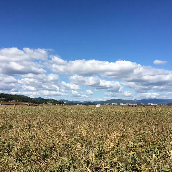 Kırsalda yeşil buğday tarlası