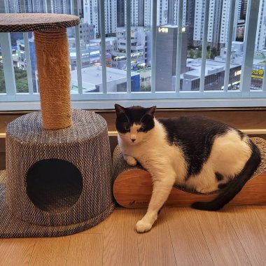 Kedi yerde oturuyor.