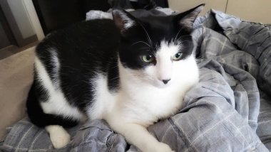 Büyük gözlü siyah beyaz kedi.