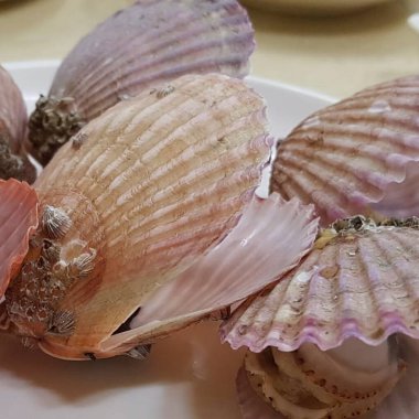 Bir kasedeki taze deniz ürünleri.