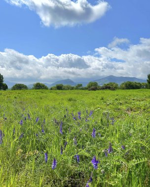 Tarladaki güzel çiçekler