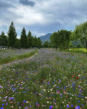 Tarladaki güzel çiçekler