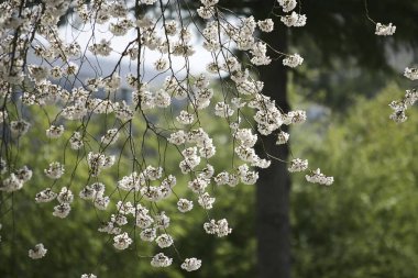 İlkbaharda kiraz çiçeği