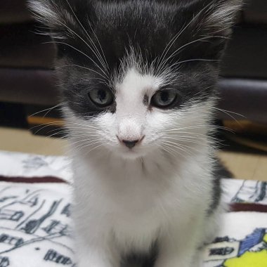 siyah ve beyaz sevimli kedi