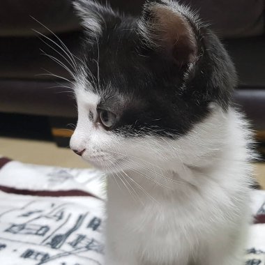 Şirin bir kedinin portresi