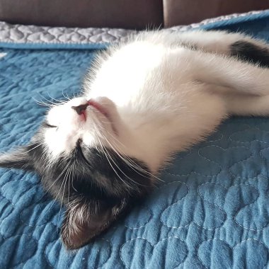 Şirin kedi portresi