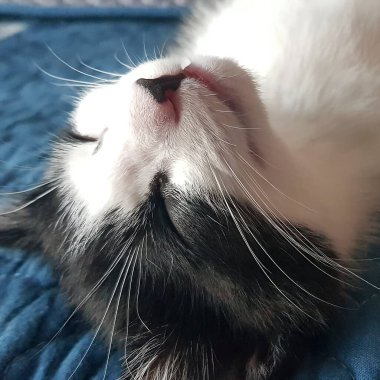 Şirin bir kedinin portresi