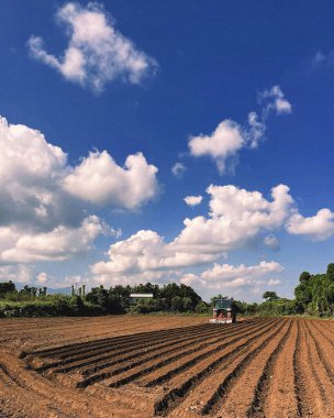 Mısır tarlası ve mavi gökyüzü olan güzel bir manzara.