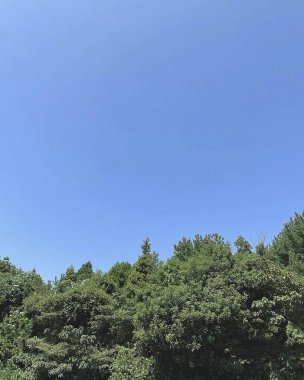 Ormanda yeşil ağaçlar