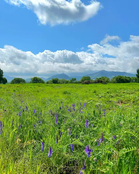 Tarladaki güzel çiçekler