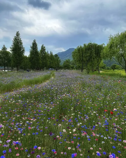 Tarladaki güzel çiçekler