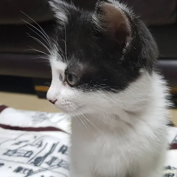 Şirin bir kedinin portresi