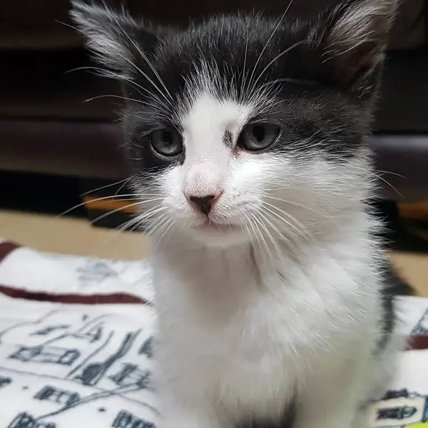 Beyaz gözlü kara kedi.