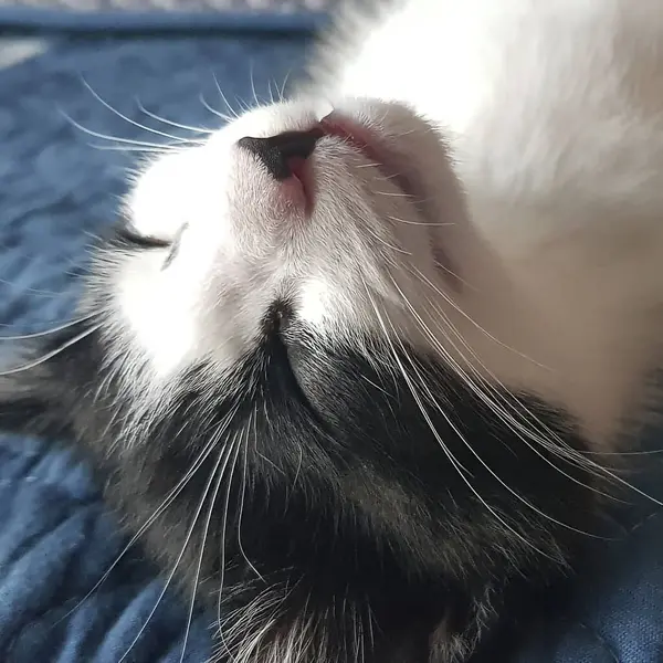 Şirin bir kedinin portresi