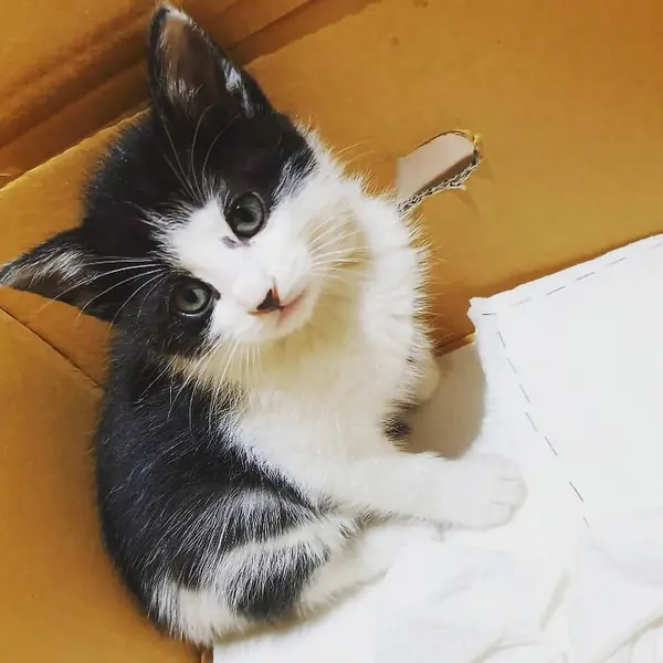 Yatağın üzerinde sevimli tüylü kedi yavrusu