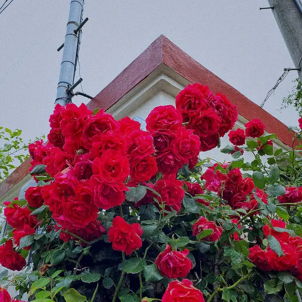 Bahçedeki güzel çiçekler