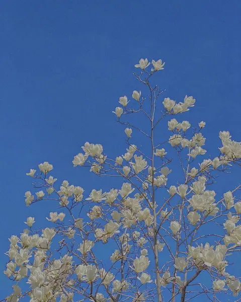 Güzel botanik fotoğrafı, doğal duvar kağıdı.