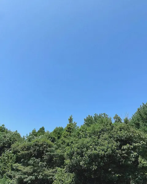 Ormanda yeşil ağaçlar