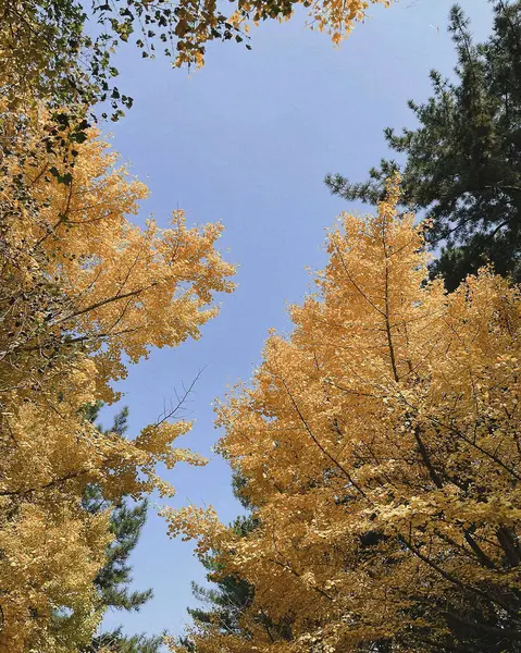 Ormanda sonbahar yaprakları
