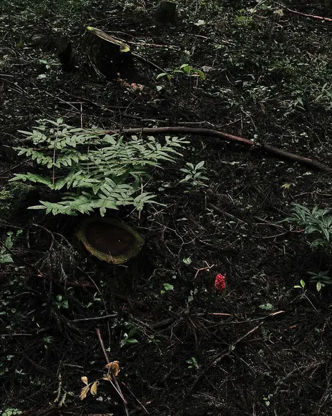 Ormanda yeşil yapraklar