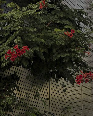 Güzel botanik fotoğrafı, doğal duvar kağıdı.