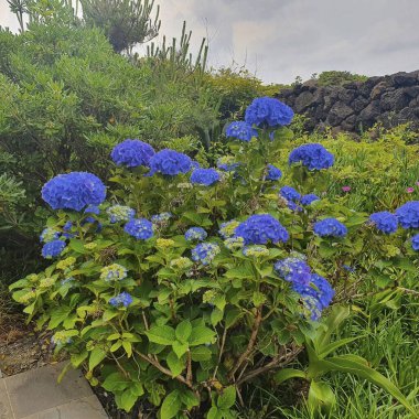 Güzel botanik çekimi, doğal desen.