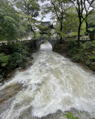 Ormanda güzel bir şelale