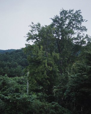 Ağaçlar ve ormanlarla dolu güzel bir manzara.