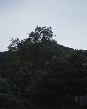 Ağacı ve ormanı olan güzel bir manzara.