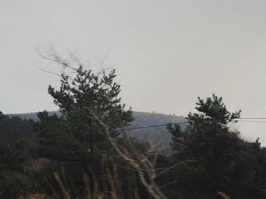 Ağacı olan güzel bir manzara