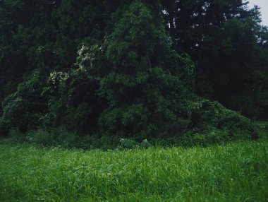 Ormandaki bir ağacın dikey görüntüsü