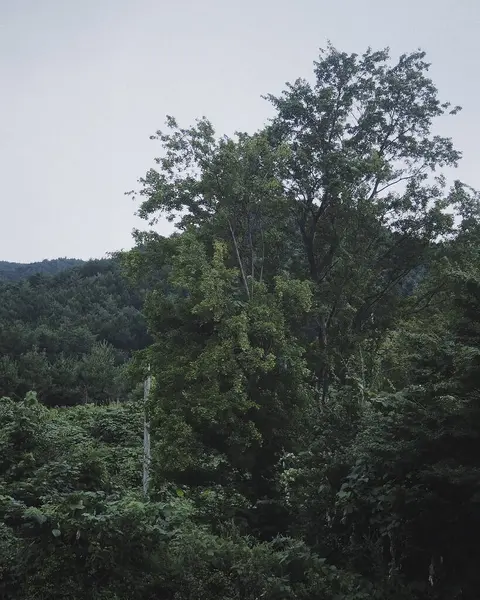 Ağaçlar ve ormanlarla dolu güzel bir manzara.