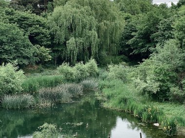 Yazın göl ve orman. Doğa