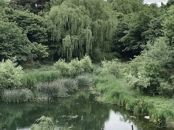 Yazın göl ve orman. Doğa