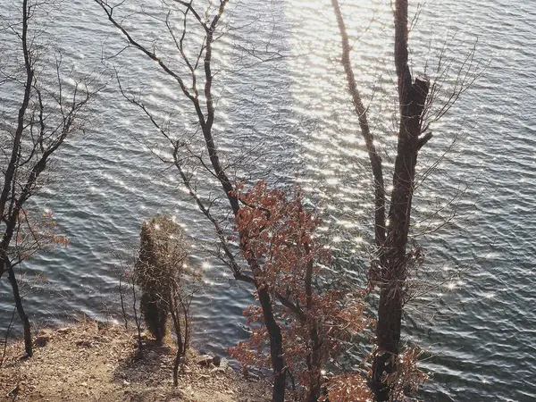 Ağaçlar ve nehirlerle dolu güzel bir manzara.