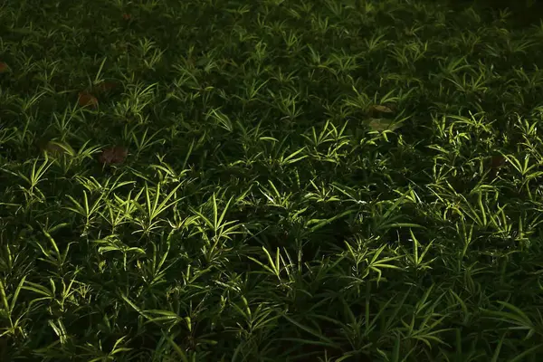 Ormanda yeşil yapraklar